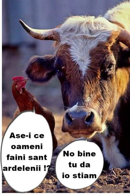  - Divertisment 6