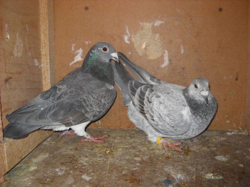  - UNDEVA IN SUCEAVA arhiva