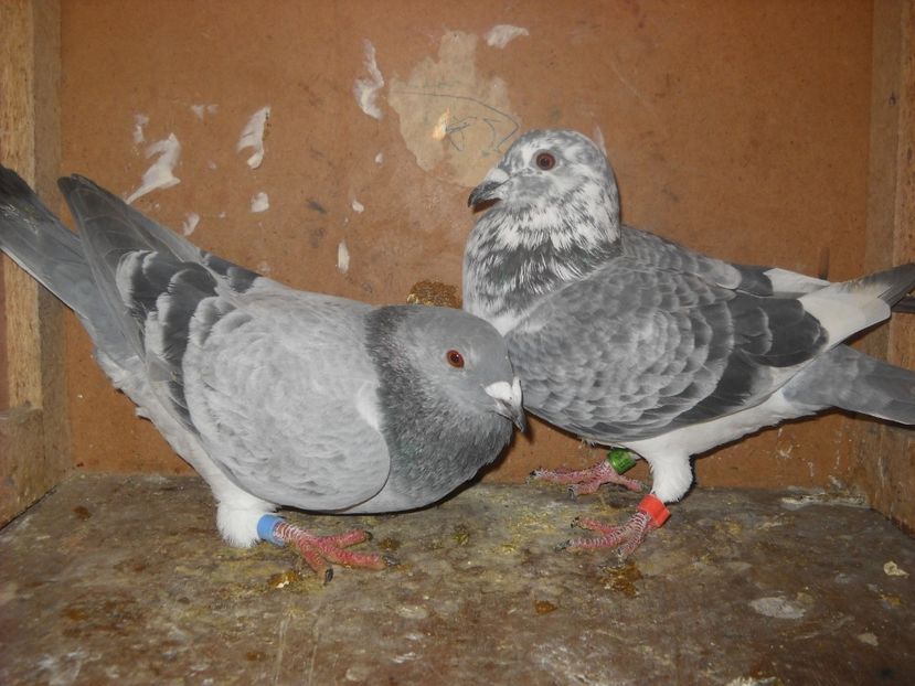  - UNDEVA IN SUCEAVA arhiva