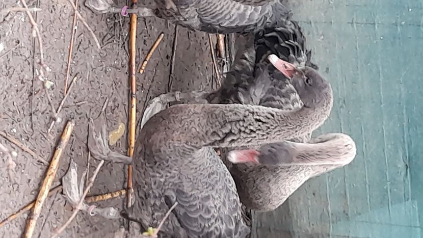  - Lebede Negre și albe