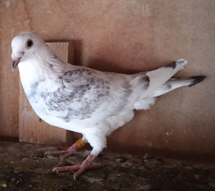 Femela 19-159....-Bistrita - Porumbei vanduti