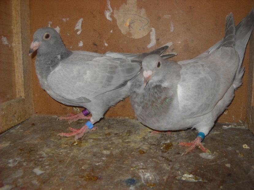  - UNDEVA IN SUCEAVA arhiva