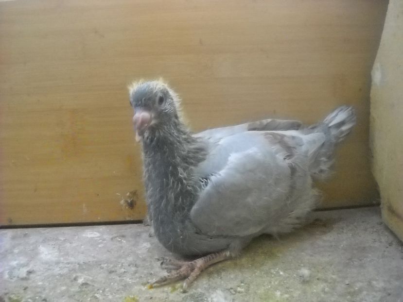  - PORUMBEI VANDUTI 2