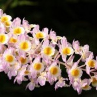 poza-floare-deosebita-150x150 - flori de primavara