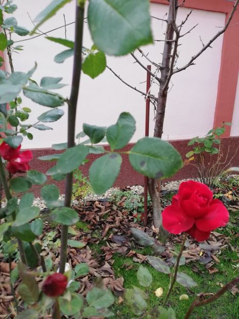  - Gradina decembrie 2021