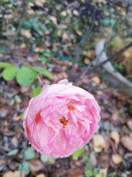  - Gradina decembrie 2021