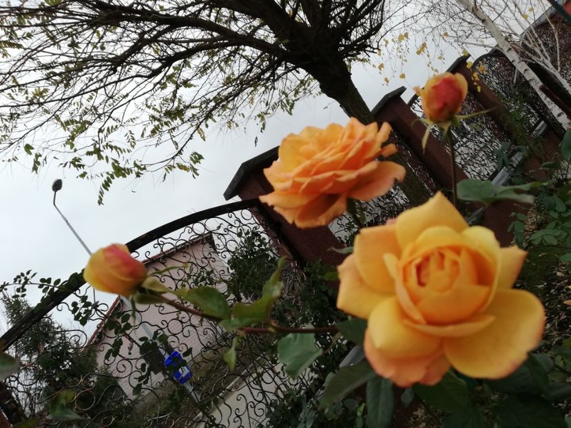  - Gradina decembrie 2021