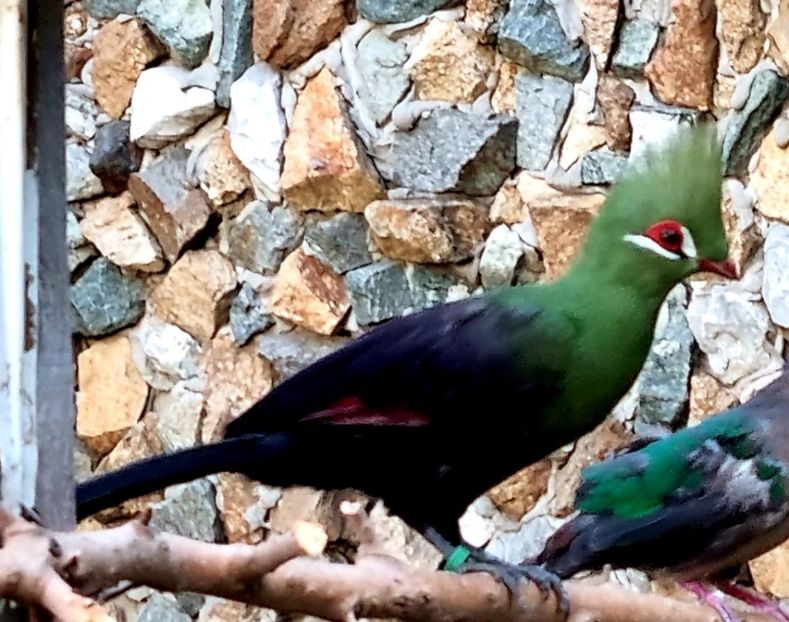  - TURACO