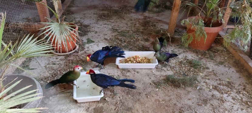  - TURACO