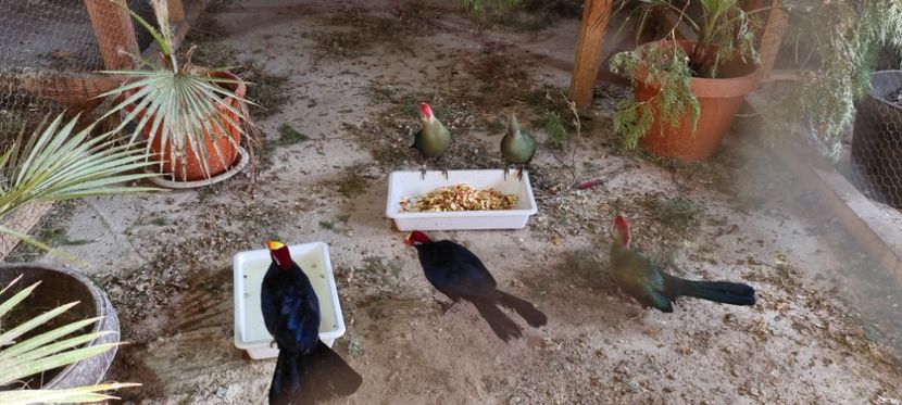  - TURACO