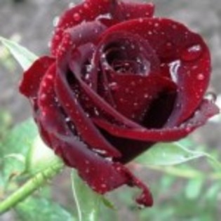 poze-flori_trandafir-roua-150x150 - flori de primavara