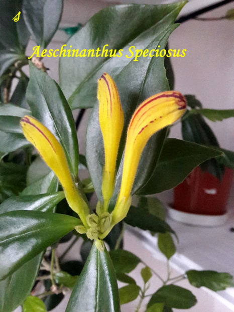 Aeschynanthus Speciosus(15-12-2021) - 2021