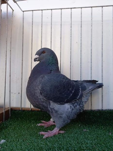 Mascul 2021 IT B Ernesto Arcuri - Porumbei vânduti 2022