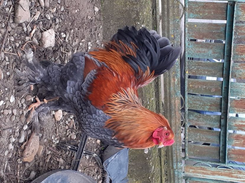  - Brahma pitic potarnichiu pe albastru