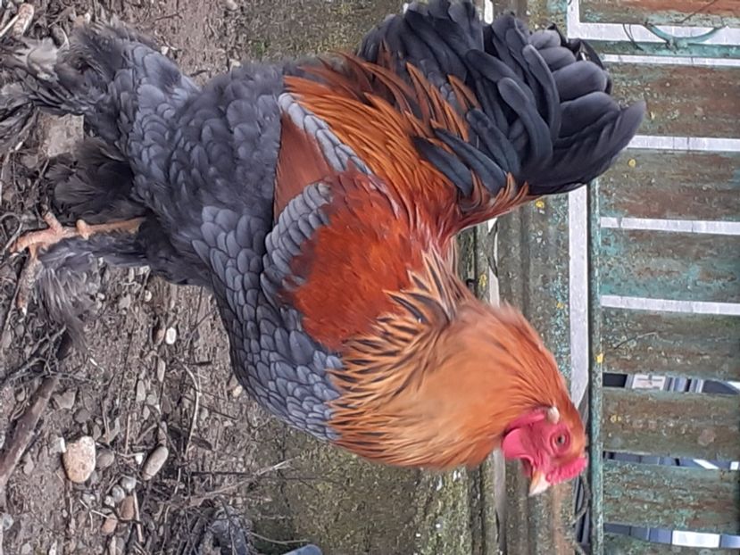  - Brahma pitic potarnichiu pe albastru