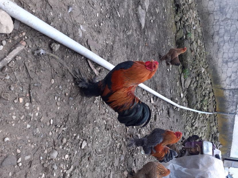  - Brahma pitic potarnichiu pe albastru