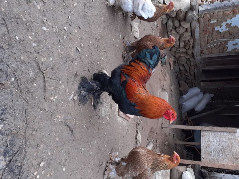  - Brahma pitic potarnichiu pe albastru