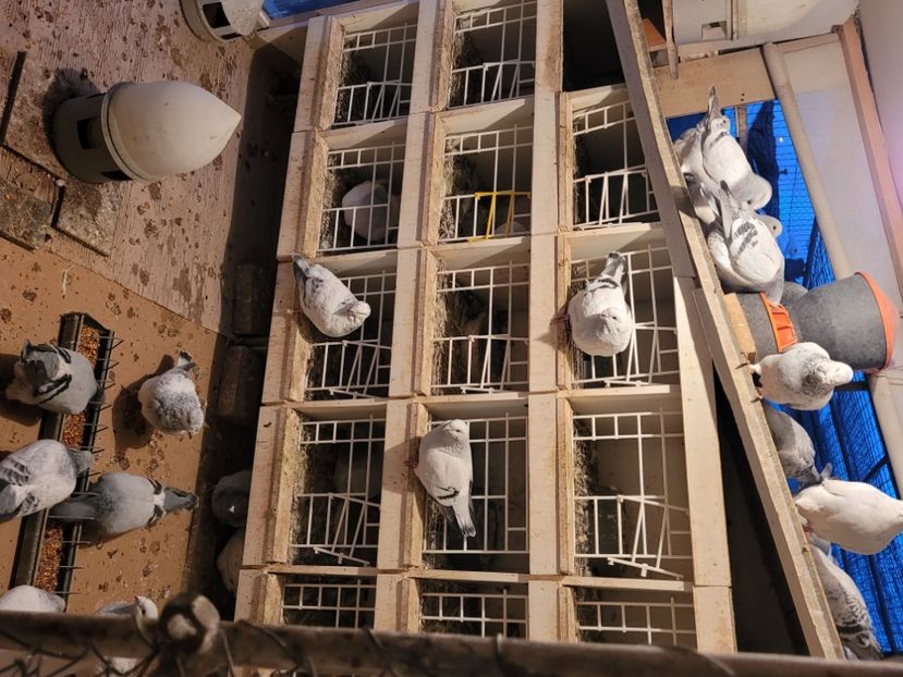  - 0 - 16 dec 2021 Voiajori standard