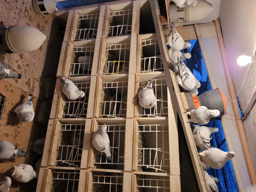  - 0 - 16 dec 2021 Voiajori standard