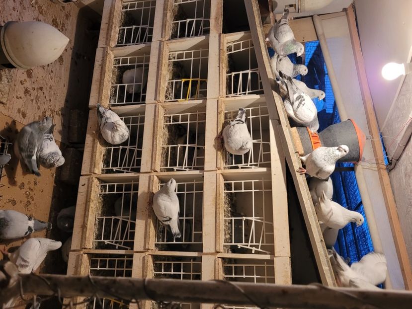  - 0 - 16 dec 2021 Voiajori standard