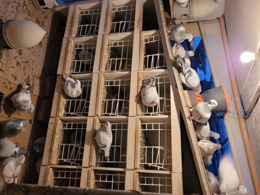  - 0 - 16 dec 2021 Voiajori standard