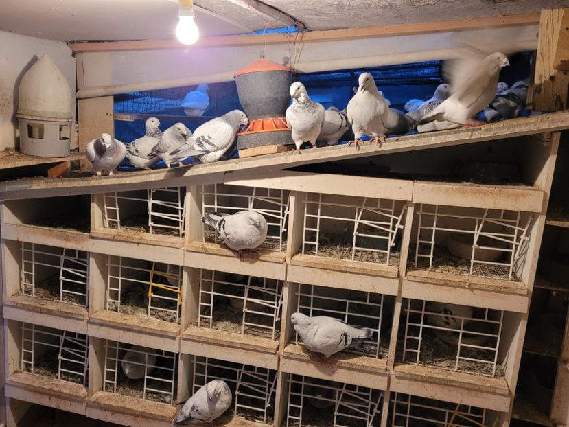  - 0 - 16 dec 2021 Voiajori standard