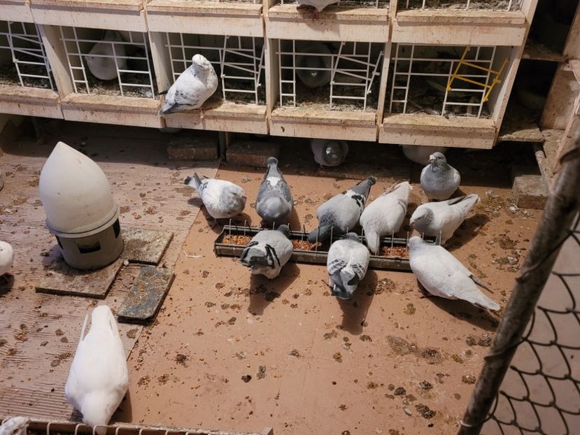  - 0 - 16 dec 2021 Voiajori standard