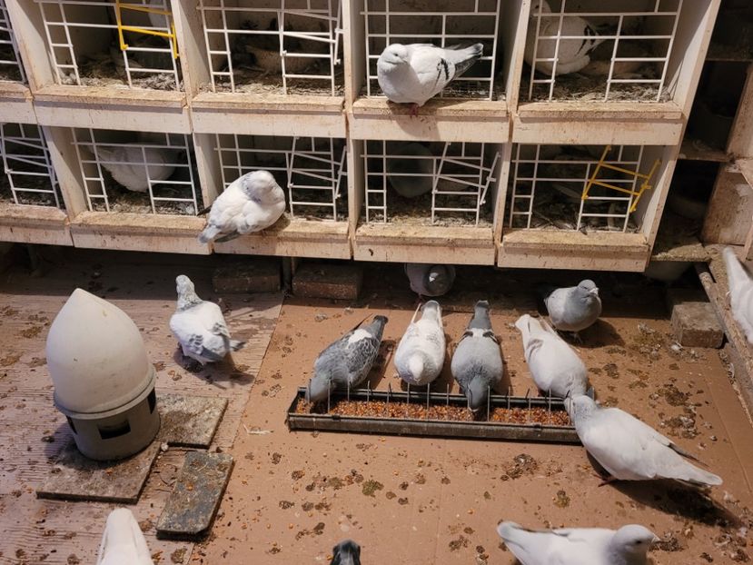  - 0 - 16 dec 2021 Voiajori standard