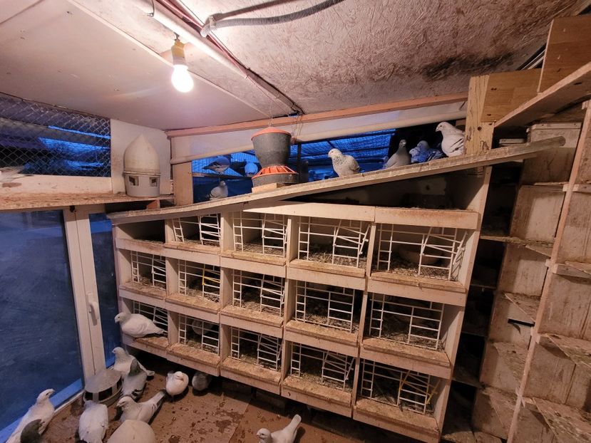  - 0 - 16 dec 2021 Voiajori standard