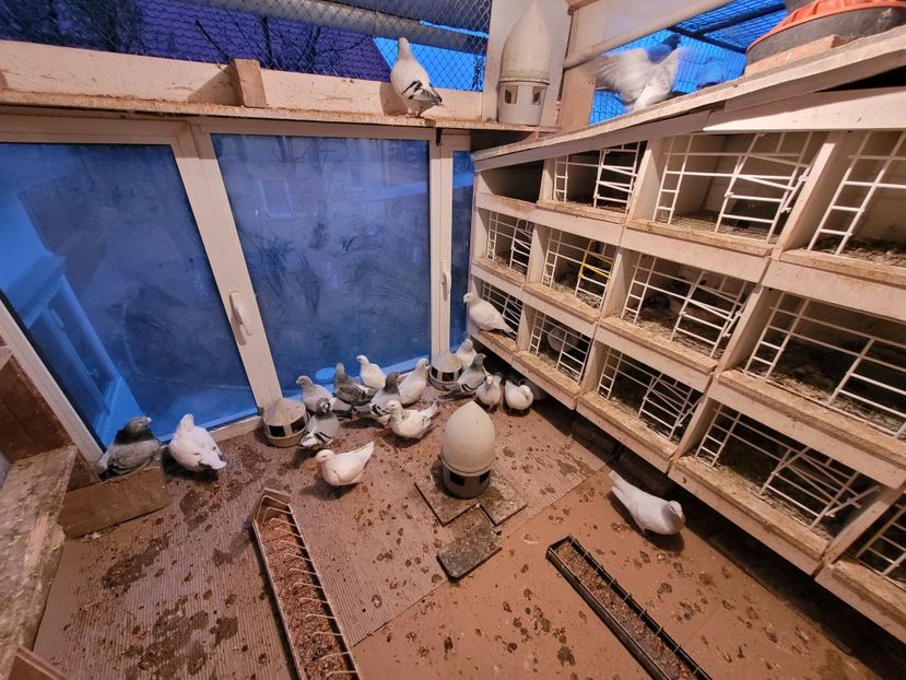  - 0 - 16 dec 2021 Voiajori standard