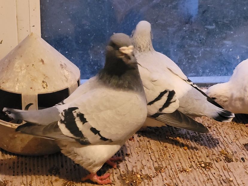  - 0 - 16 dec 2021 Voiajori standard