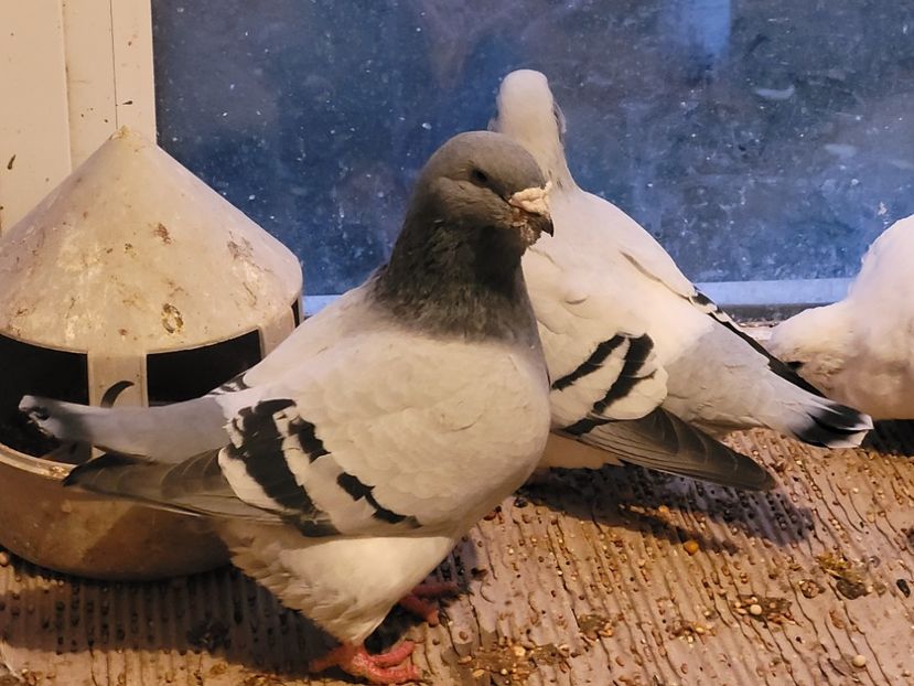  - 0 - 16 dec 2021 Voiajori standard