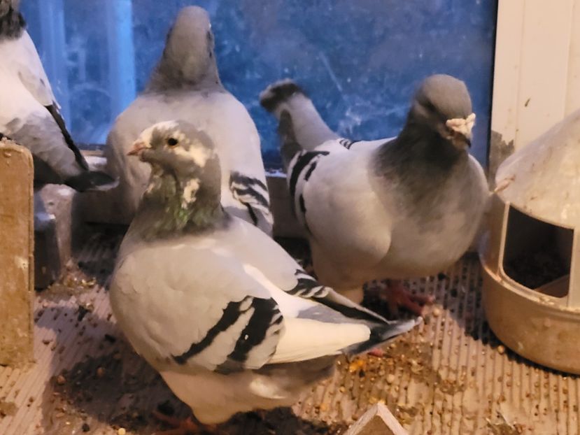  - 0 - 16 dec 2021 Voiajori standard