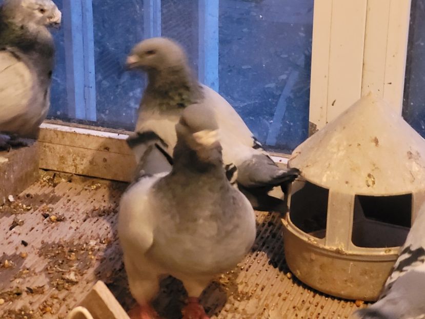  - 0 - 16 dec 2021 Voiajori standard