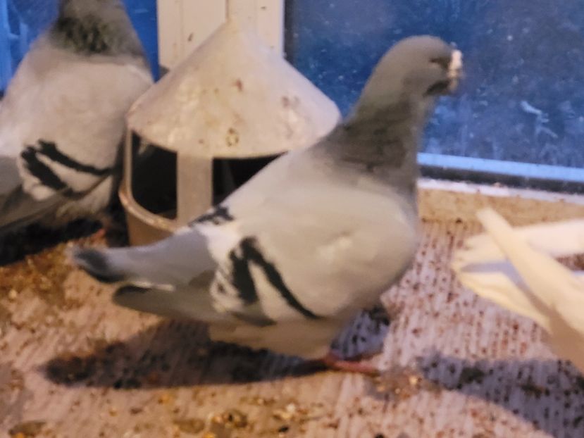  - 0 - 16 dec 2021 Voiajori standard