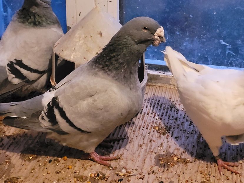  - 0 - 16 dec 2021 Voiajori standard