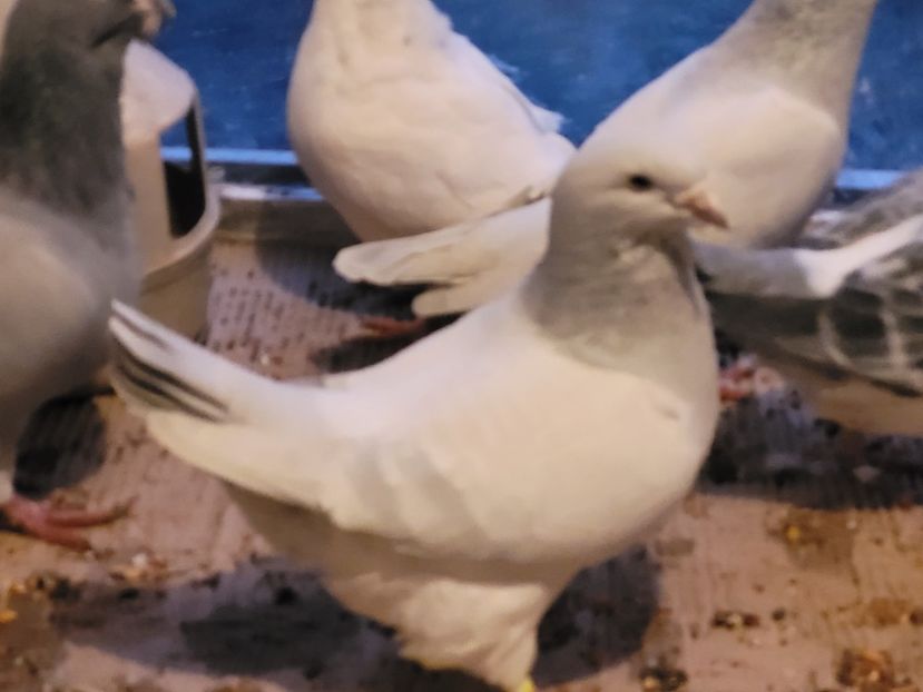  - 0 - 16 dec 2021 Voiajori standard