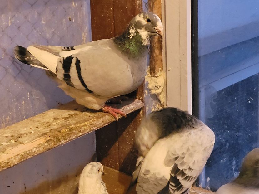  - 0 - 16 dec 2021 Voiajori standard