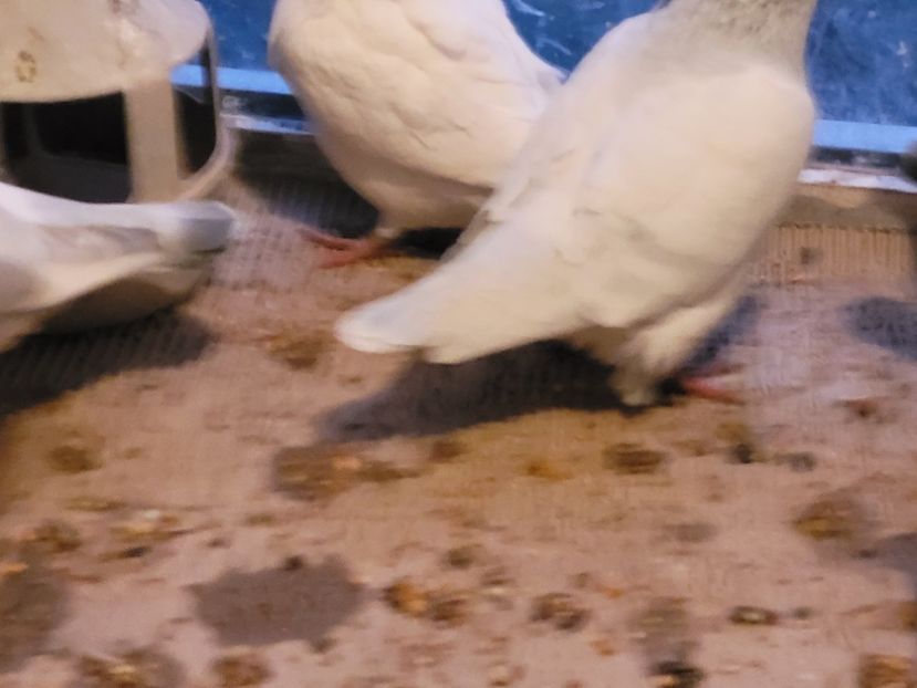  - 0 - 16 dec 2021 Voiajori standard