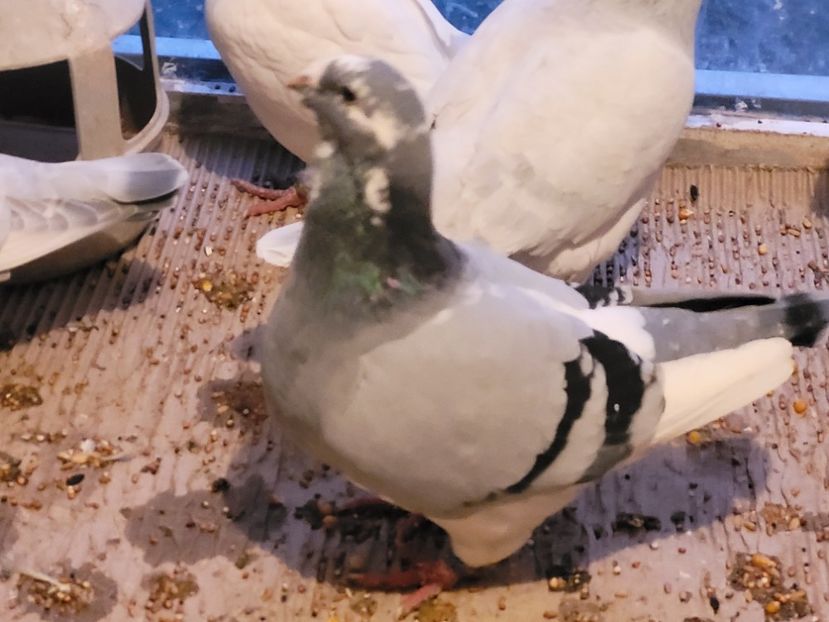  - 0 - 16 dec 2021 Voiajori standard