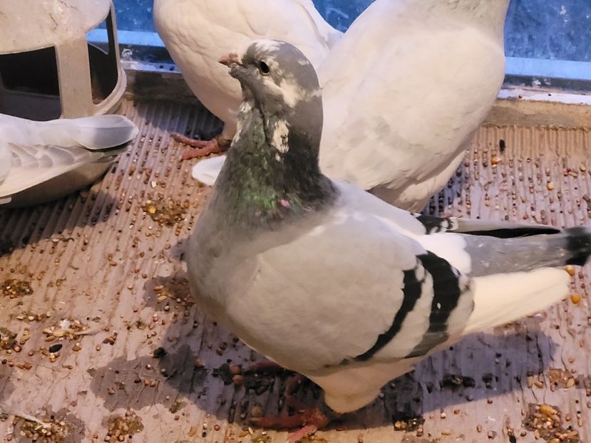 20211209_164635(0) - 0 - 16 dec 2021 Voiajori standard