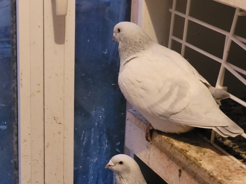  - 0 - 16 dec 2021 Voiajori standard