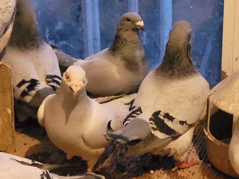  - 0 - 16 dec 2021 Voiajori standard