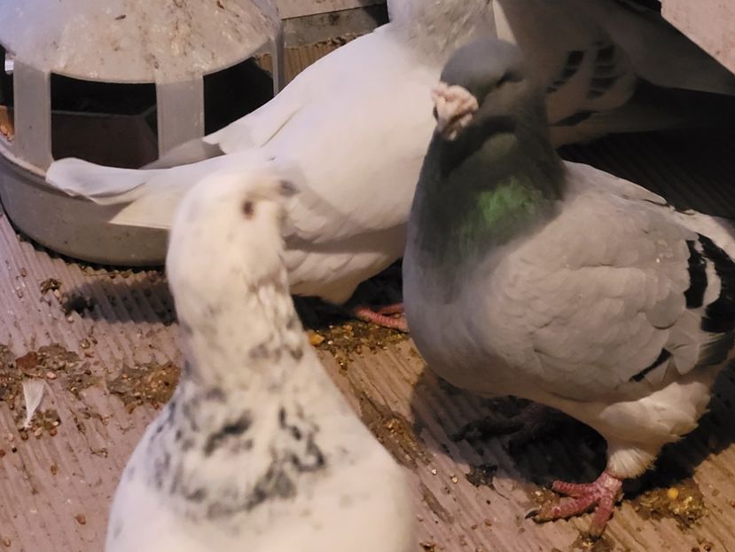  - 0 - 16 dec 2021 Voiajori standard