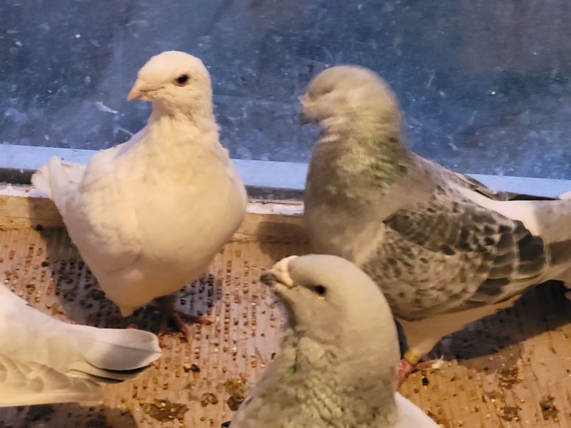  - 0 - 16 dec 2021 Voiajori standard