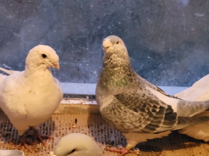  - 0 - 16 dec 2021 Voiajori standard