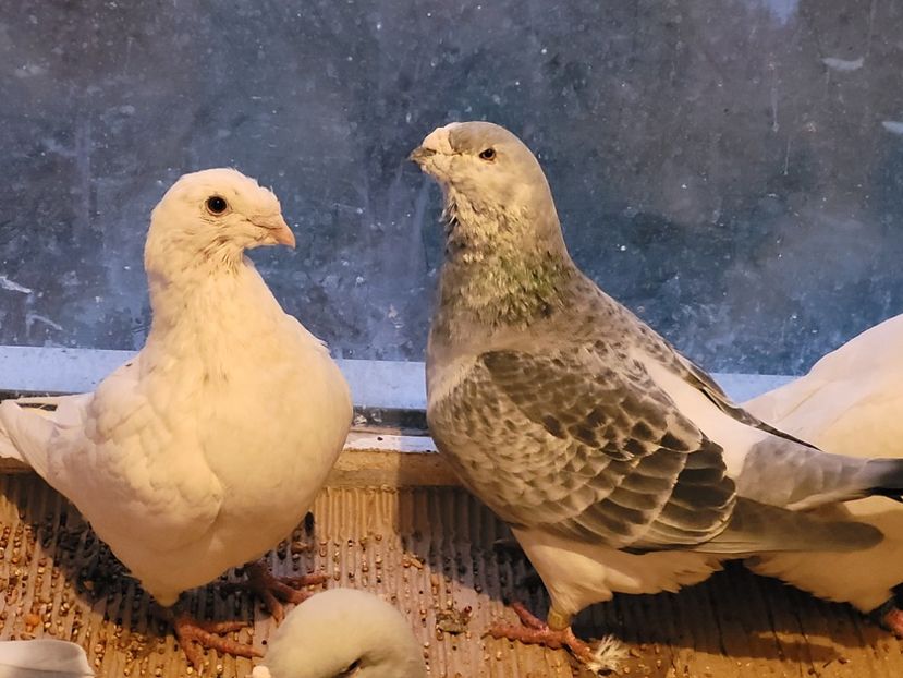  - 0 - 16 dec 2021 Voiajori standard