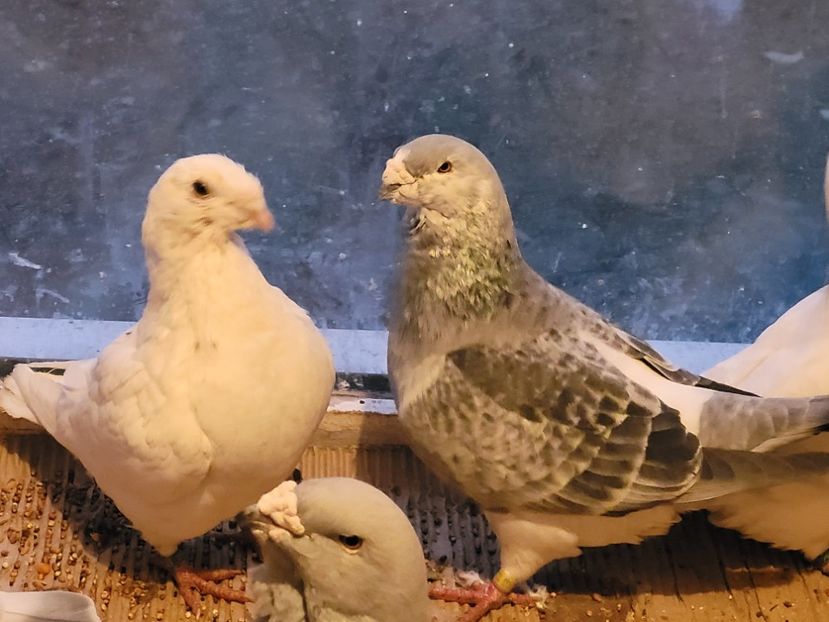 20211209_164603(0) - 0 - 16 dec 2021 Voiajori standard