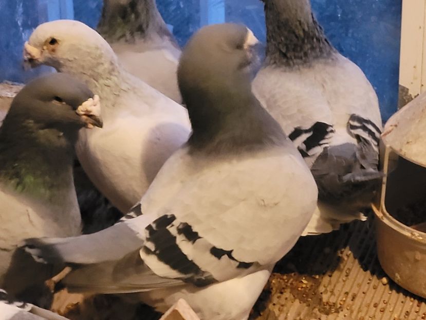  - 0 - 16 dec 2021 Voiajori standard