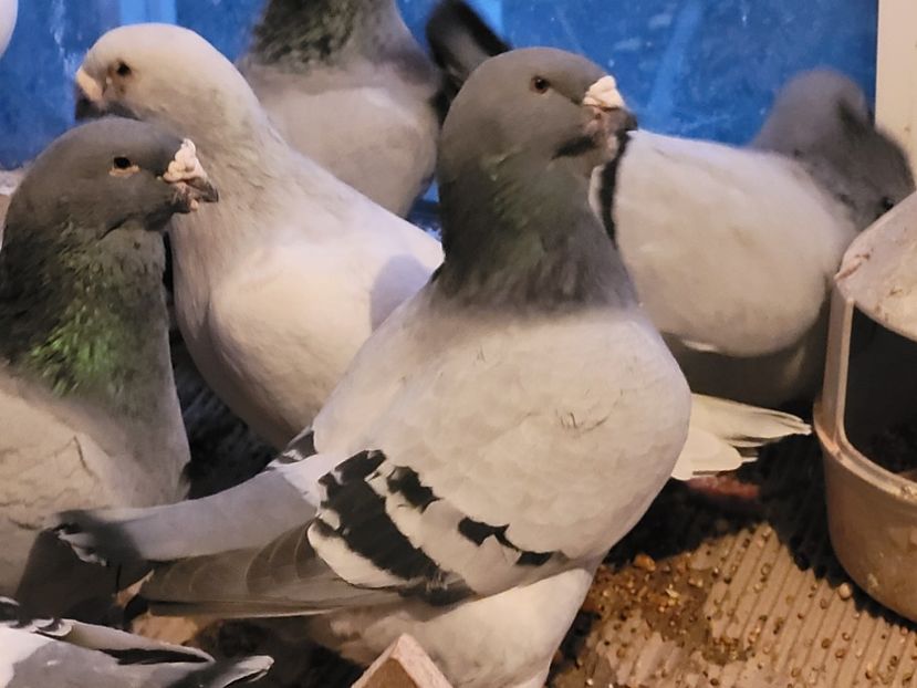  - 0 - 16 dec 2021 Voiajori standard